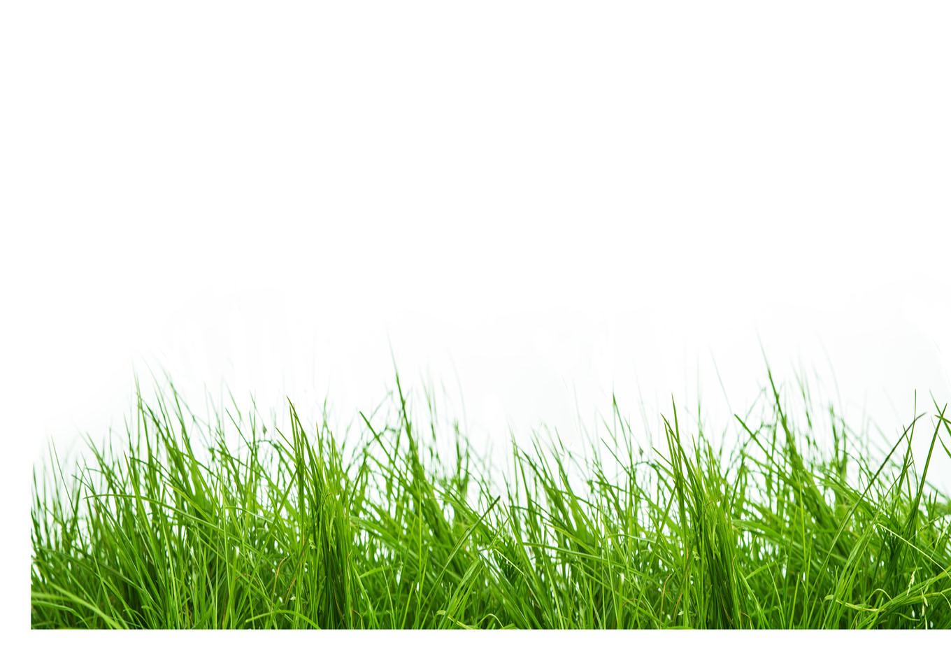 Uso de aditivos bacterianos na silagem de gramíneas