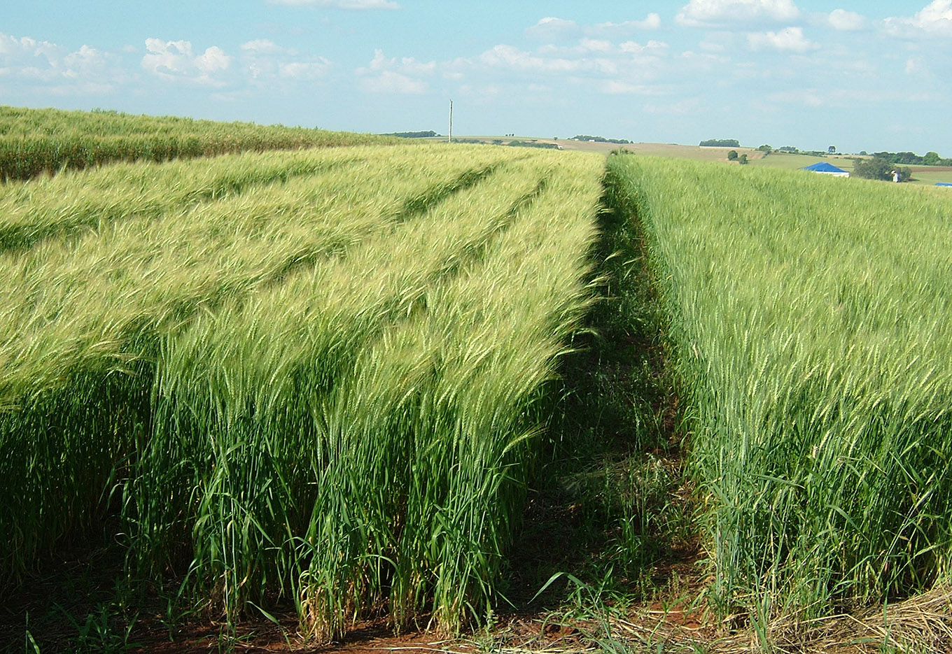 Investindo no Melhoramento  do Trigo