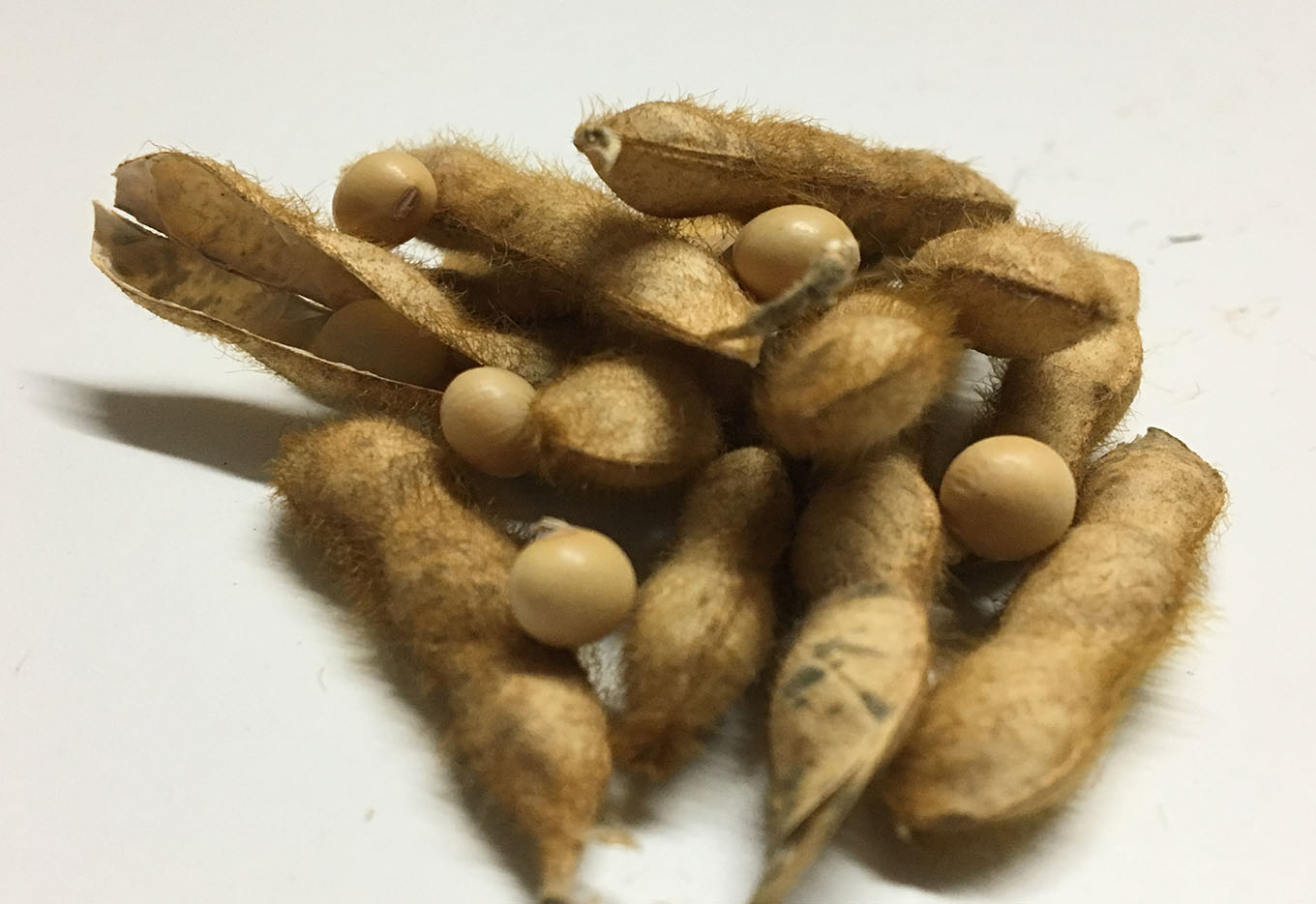 Identificação de Soja