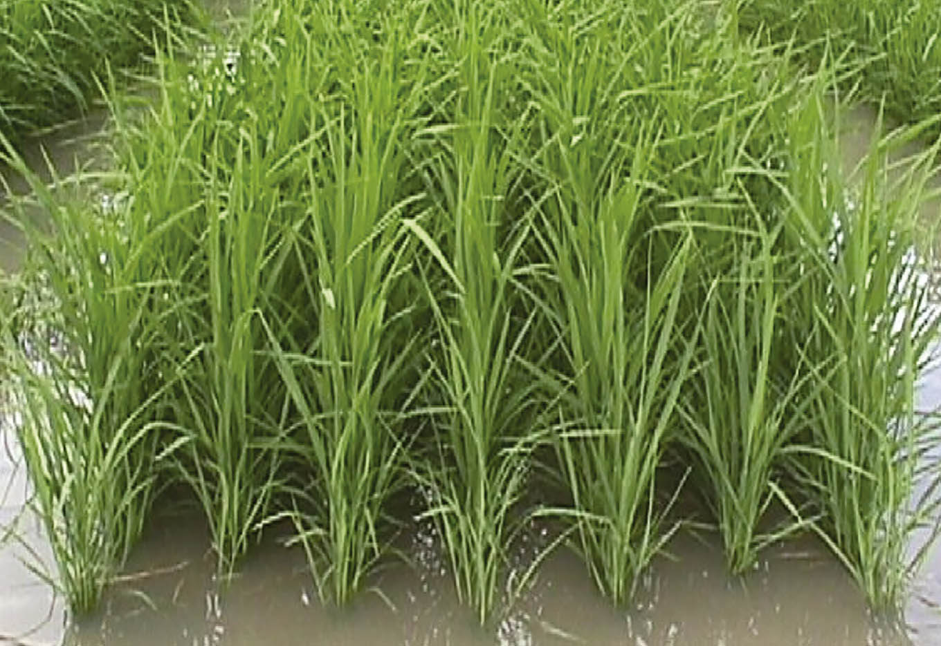 Sistema Clearfield Apresenta Múltiplas Vantagens