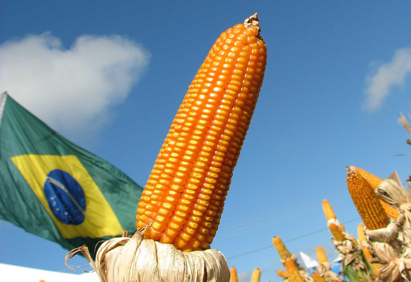 Os avanços do milho  no Brasil