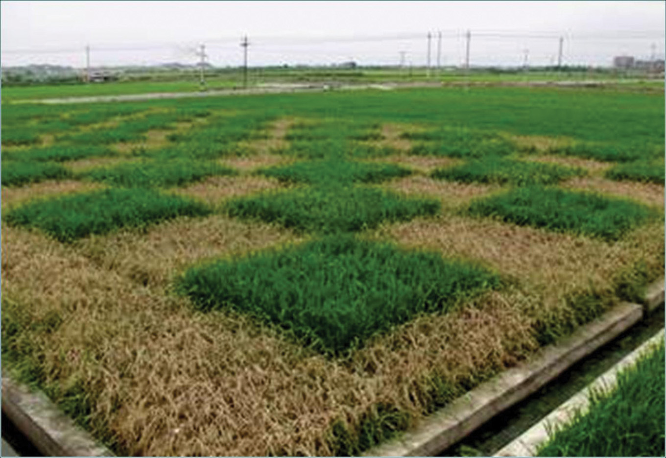 Arroz Biotecnológico: esperança para saciar a fome do planeta