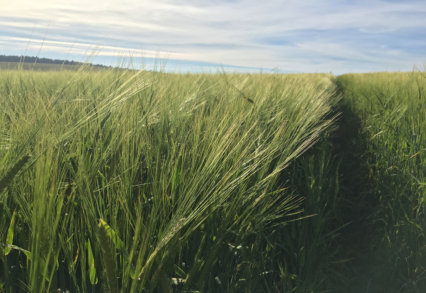 As Invasoras que Prejudicam o Trigo no Brasil