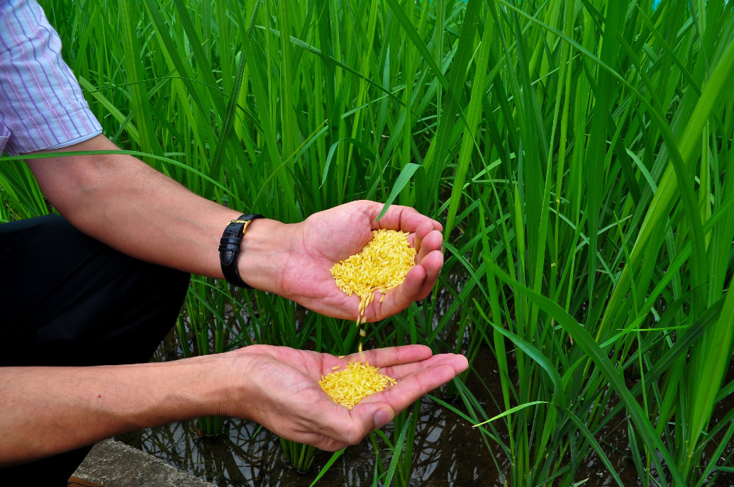 O arroz dourado completa 25 anos