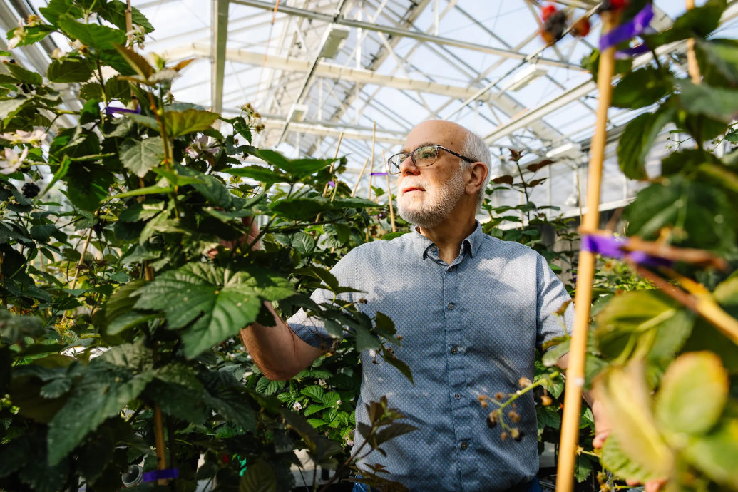 Amoras sem sementes e cerejeiras geneticamente modificadas que crescem como arbustos podem estar no futuro da nossa alimentação