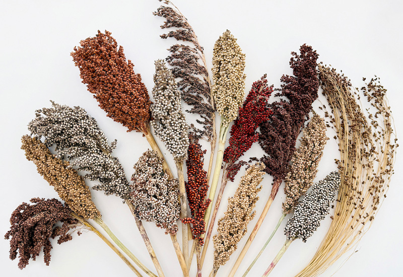 O pangenoma global do sorgo, publicado na revista Nature, acelera a descoberta de características resilientes do cultivo