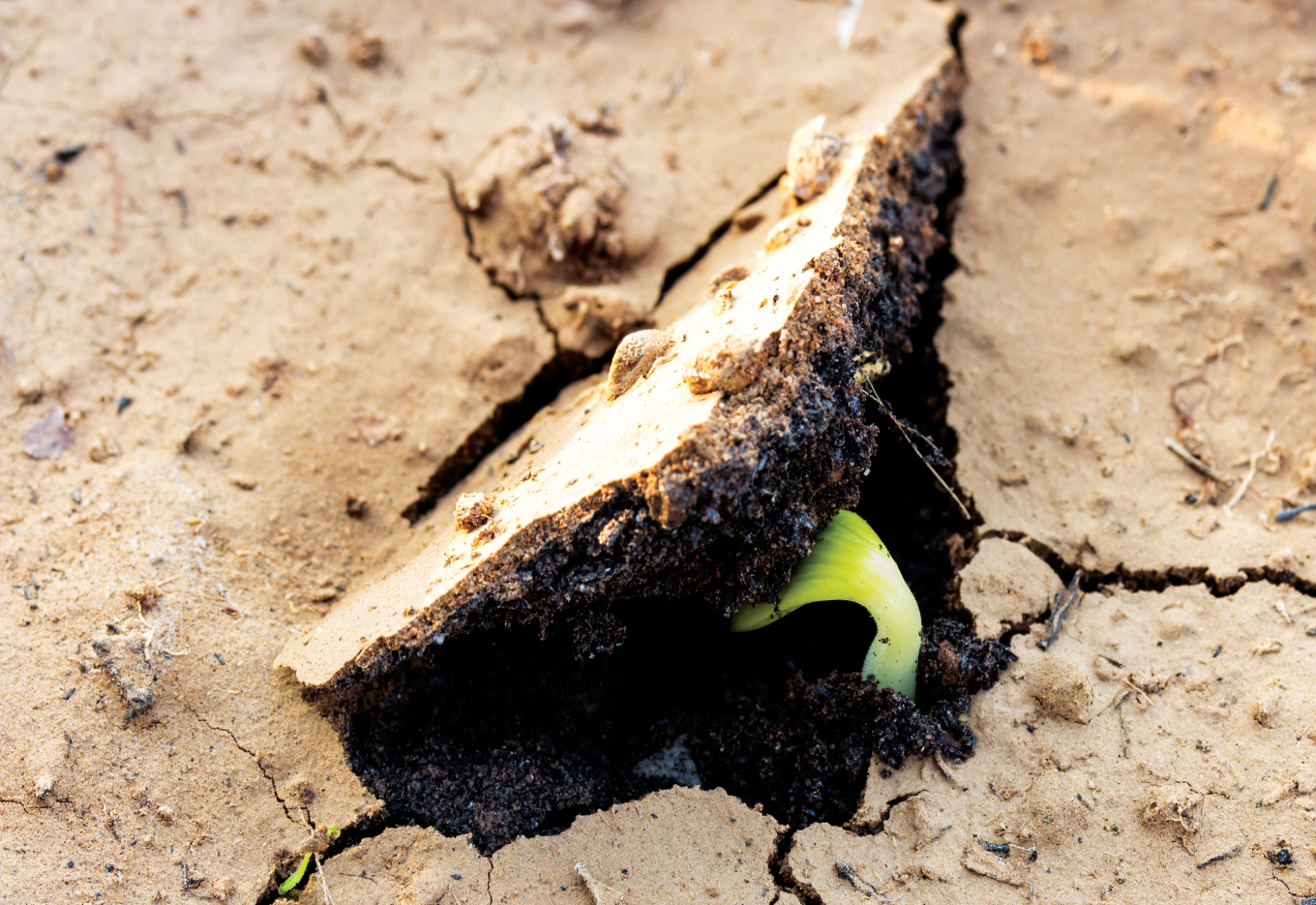 Sementes tratadas continuam a quebrar barreiras
