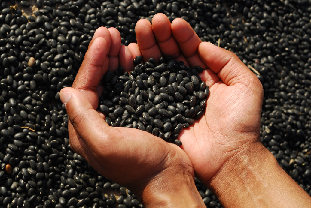 Embrapa lança edital para seleção de produtores de sementes de feijão preto Embrapa lança edital para seleção de produtores de sementes de feijão preto