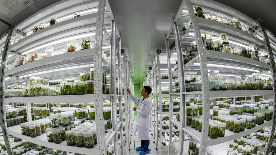 China acelerará vitalização e inovação da indústria de sementes