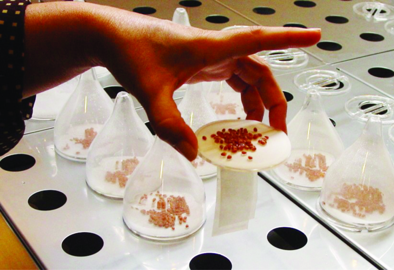 Análise de sementes em tempos de COVID-19