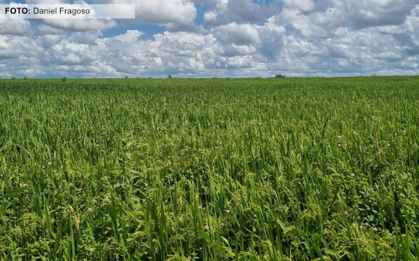 Zarc aponta alta chance de sucesso para plantio de arroz irrigado em grande parte do Tocantins