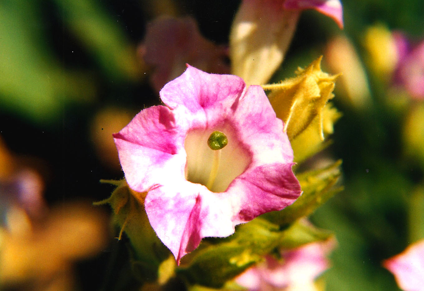 Sementes de flores são todas estrangeiras