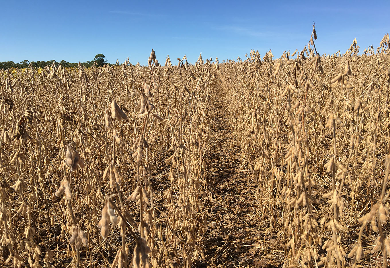 Inoculante, uma Necessidade da Soja