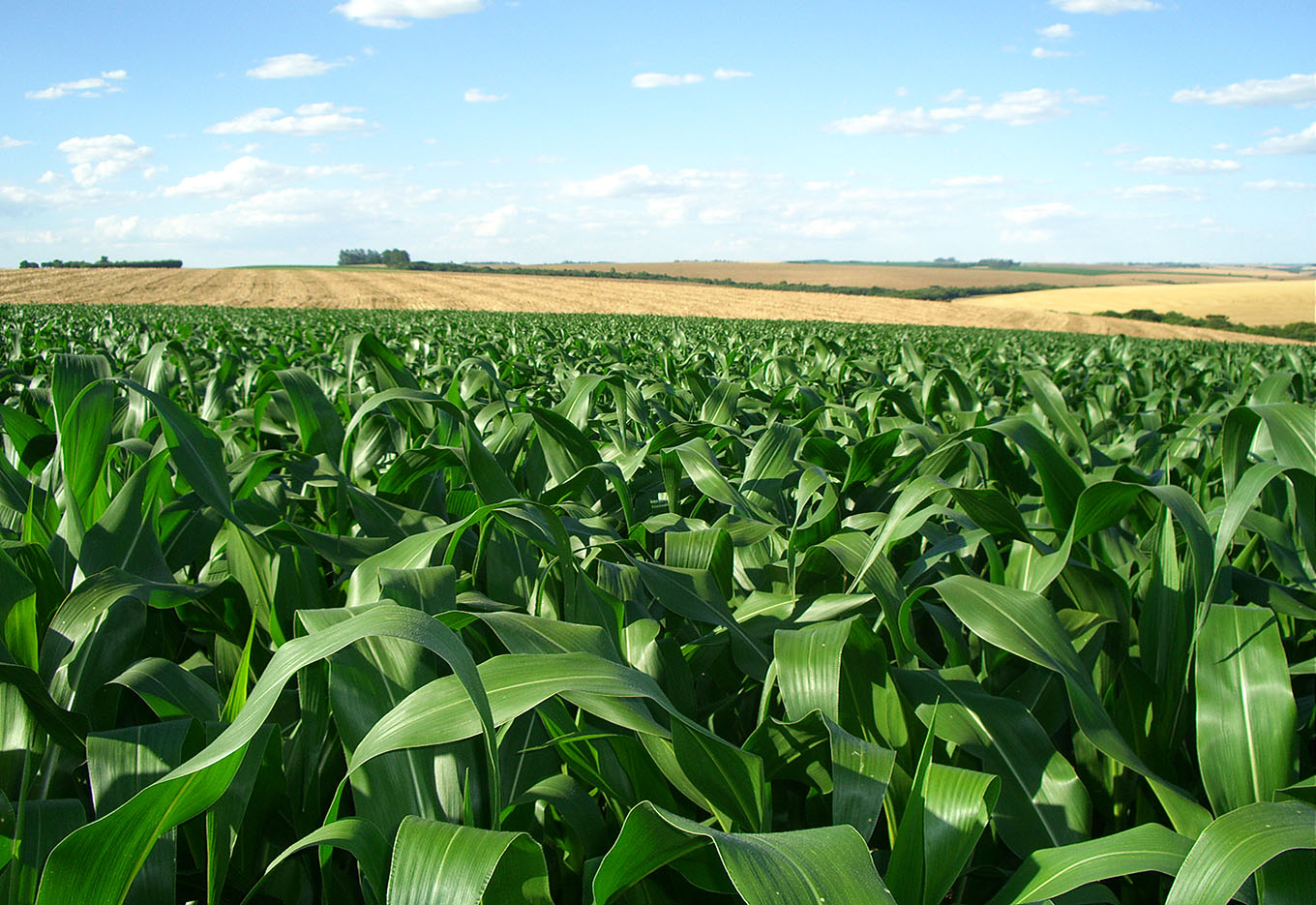 o manejo da cultura do milho com a utilização da tecnologia bt