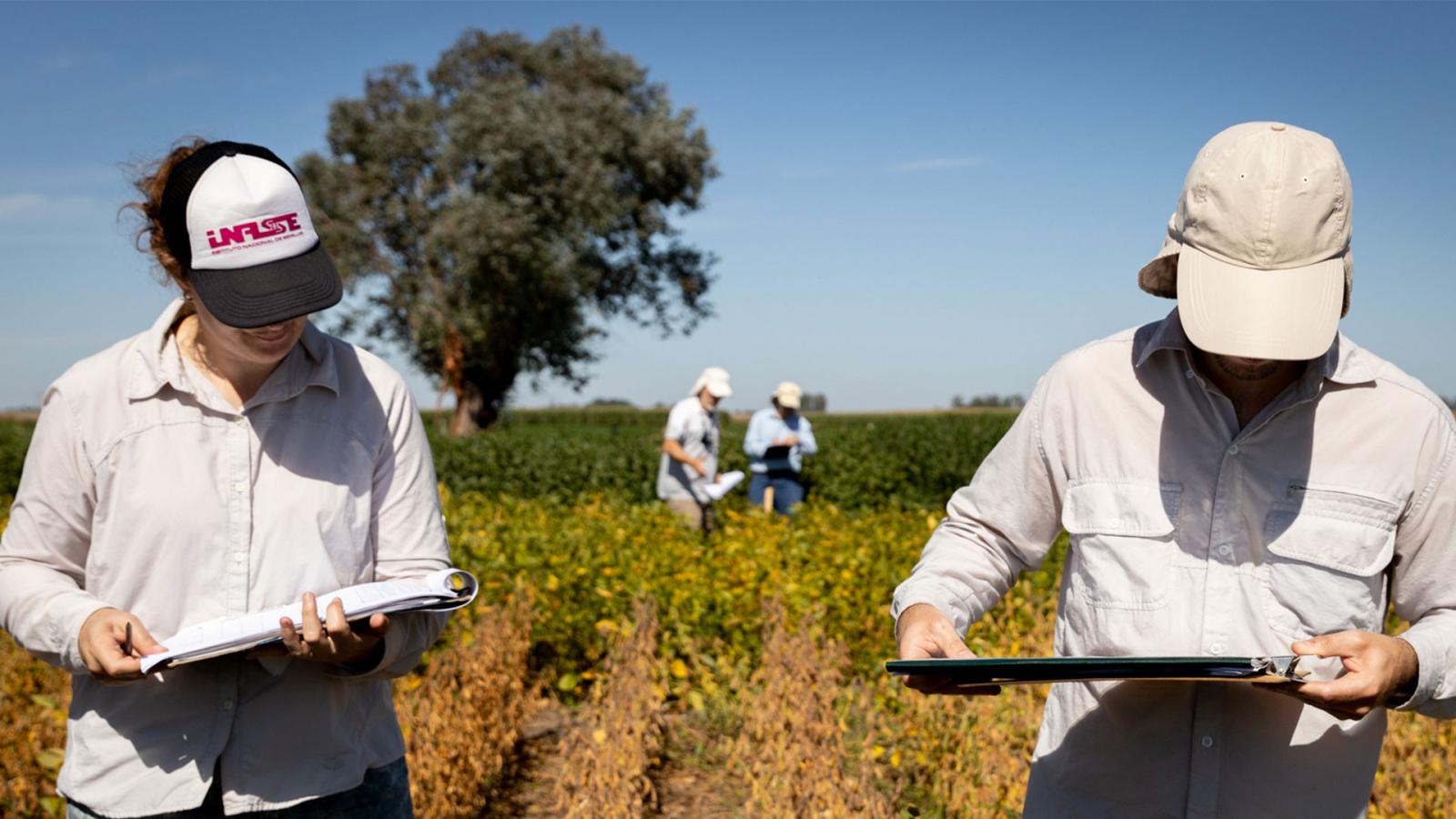 Argentina cria uma categoria para a manutenção da pureza varietal em cultivares de uso público