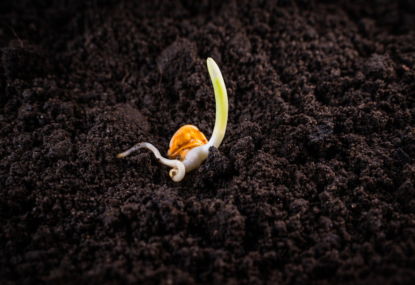 A demanda de graus dias para a germinação e emergência do milho