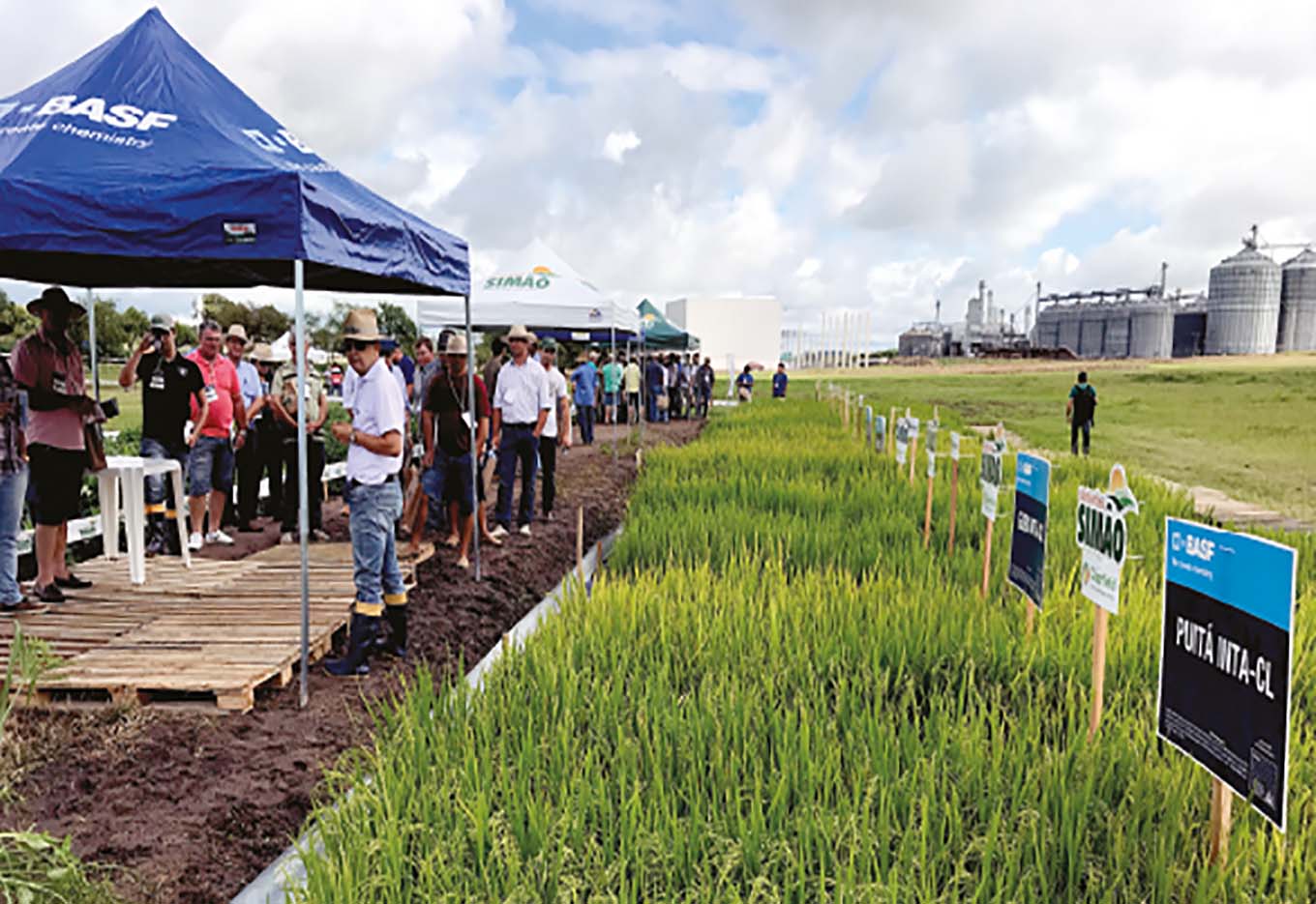 Sementes Simão: arroz e soja