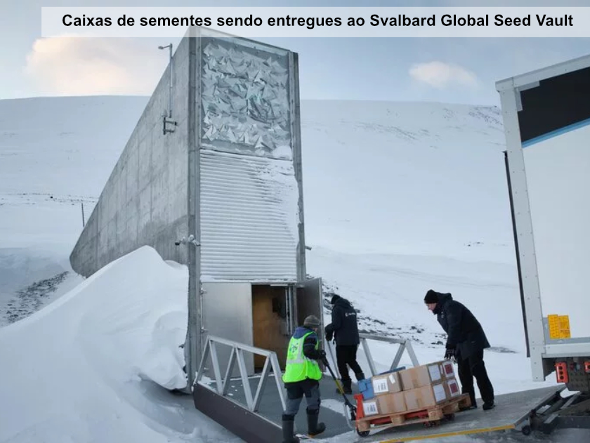 Banco de germoplasma de Svalbard recebe mais de 40 mil amostras de sementes de nove cantos do mundo