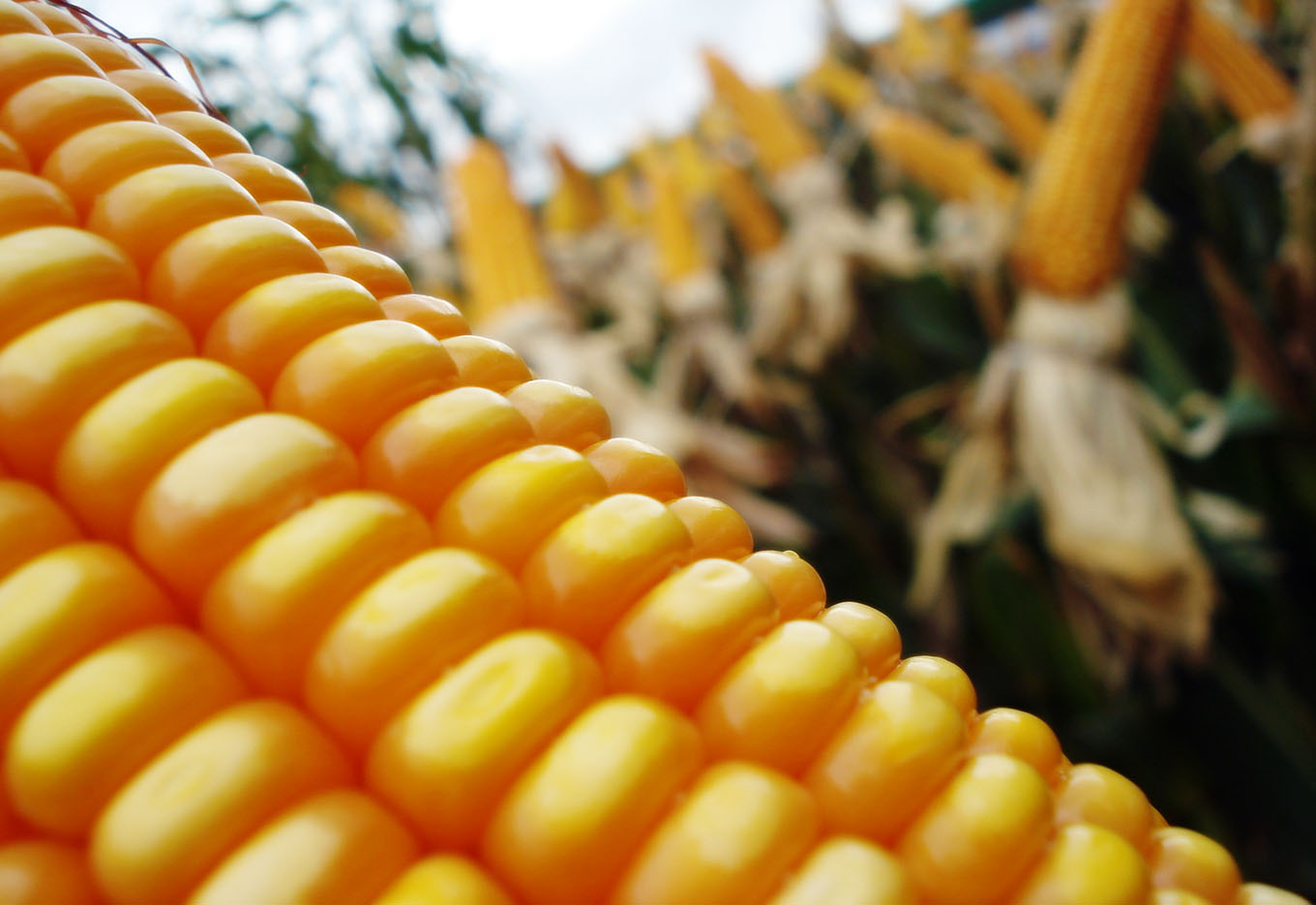 Por Que Colher Milho em Espiga