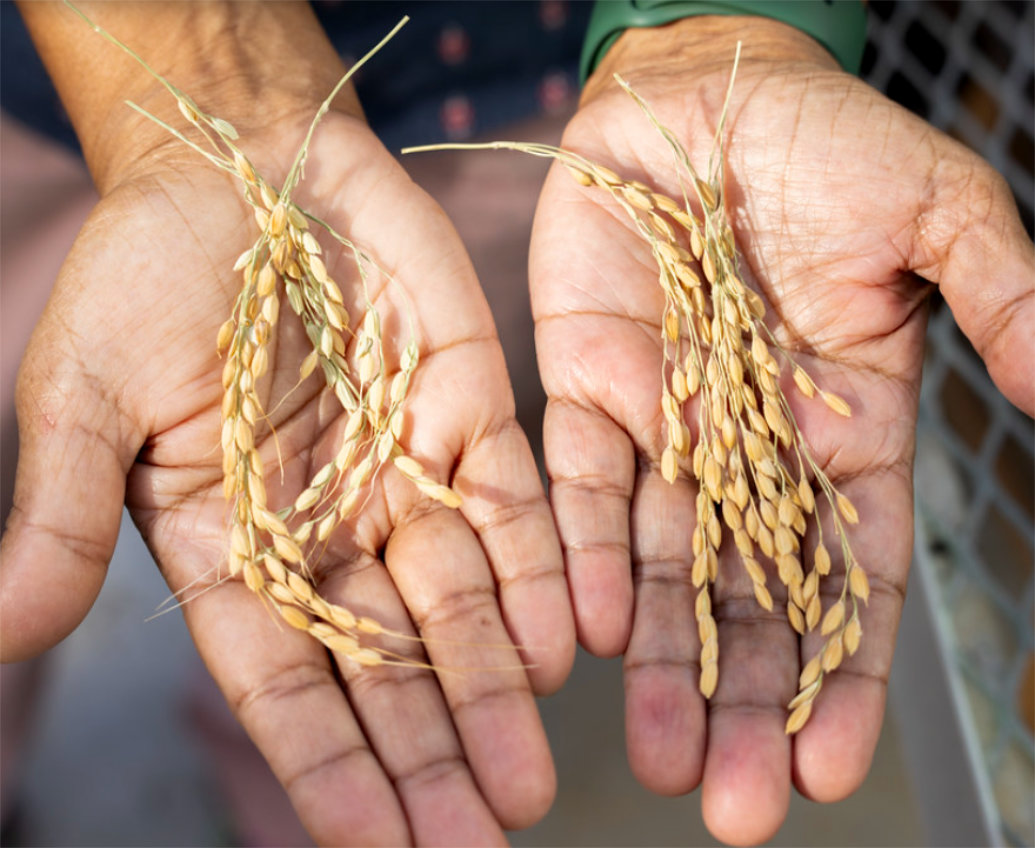 Um novo caminho no melhoramento de arroz para suportar altas temperaturas noturnas