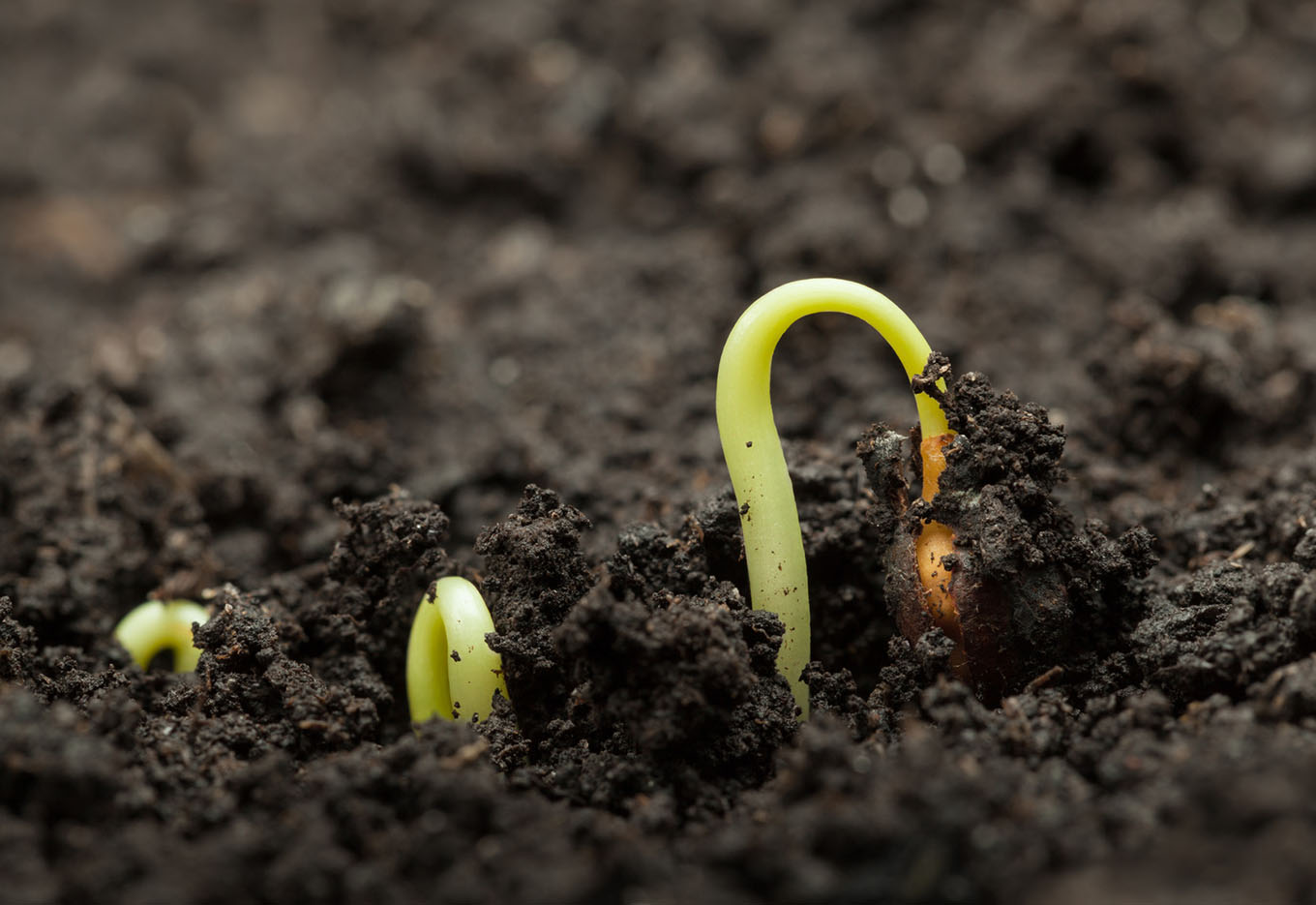 Curso em fisiologia e tecnologia de sementes