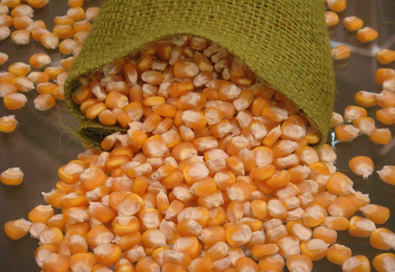 Grãos de Qualidade para Alimentação Animal