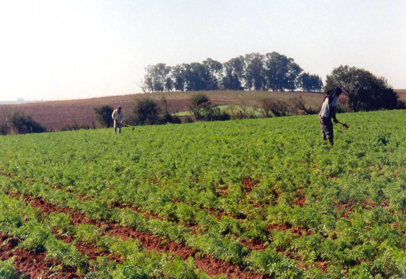 Isla Aumenta Produção de Sementes Olerícolas
