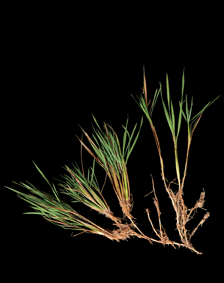 Pesquisadores recriam um parente selvagem de vida longa do arroz, tornando-o num cultivo perene sem a necessidade do replantio anual