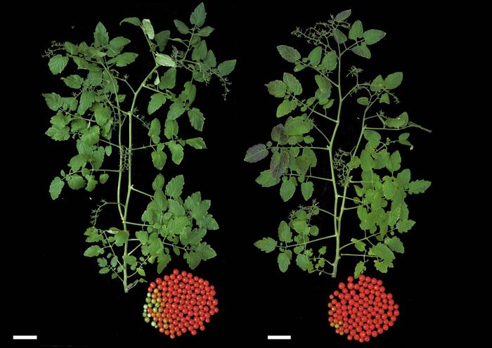 Pesquisadores usam a edição de genes para antecipar a colheita de tomates