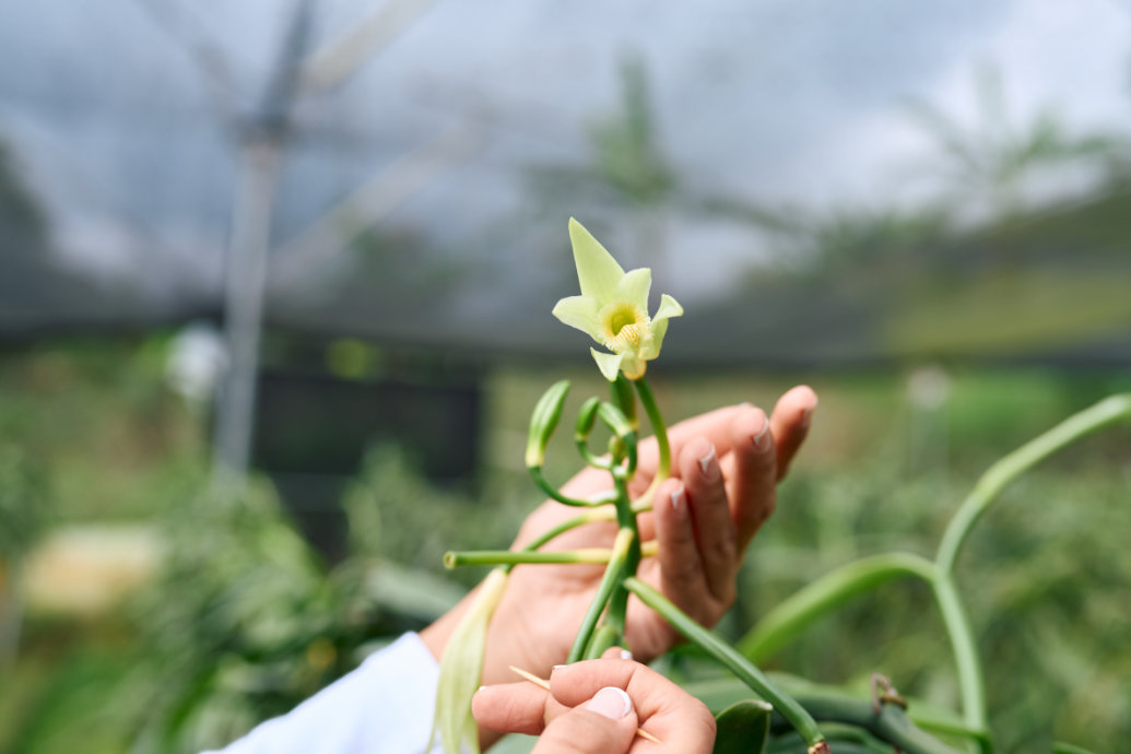 Tecnologia chilena busca revolucionar o controle de qualidade na produção de sementes