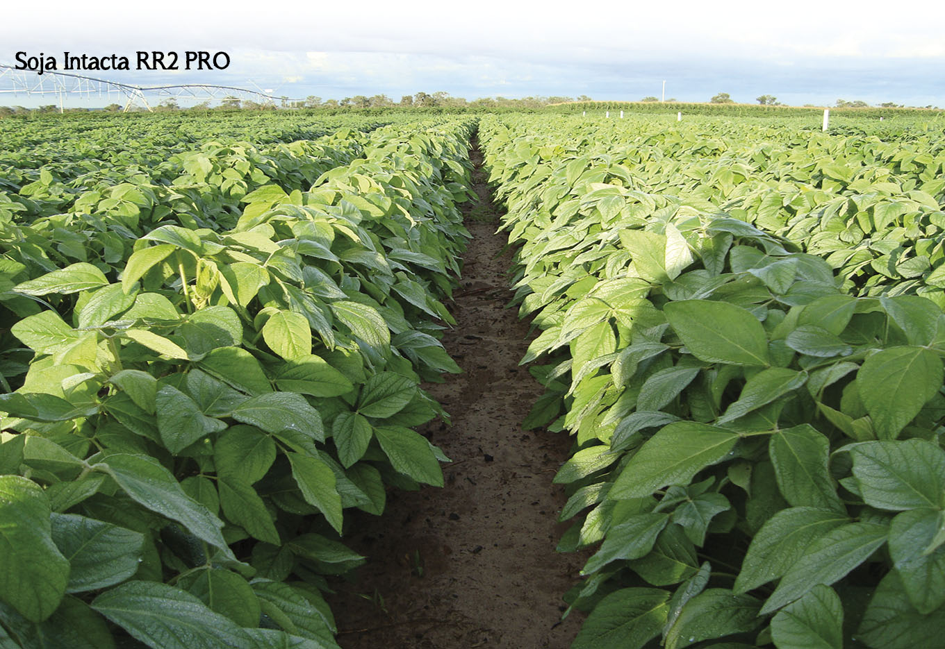 Monsanto projeta lançamento de novos produtos no mercado brasileiro de sementes