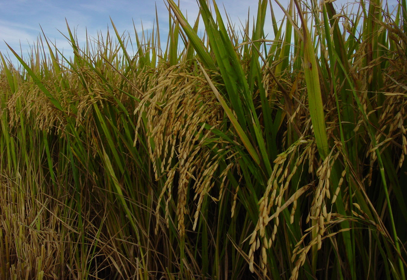 Arroz de Sequeiro Responde