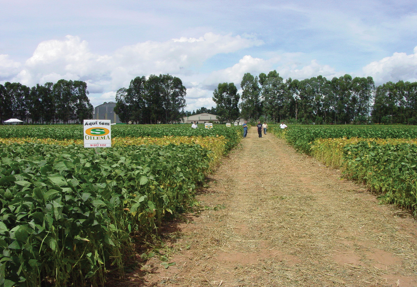 Ofertando sementes de soja de alta qualidade e desempenho