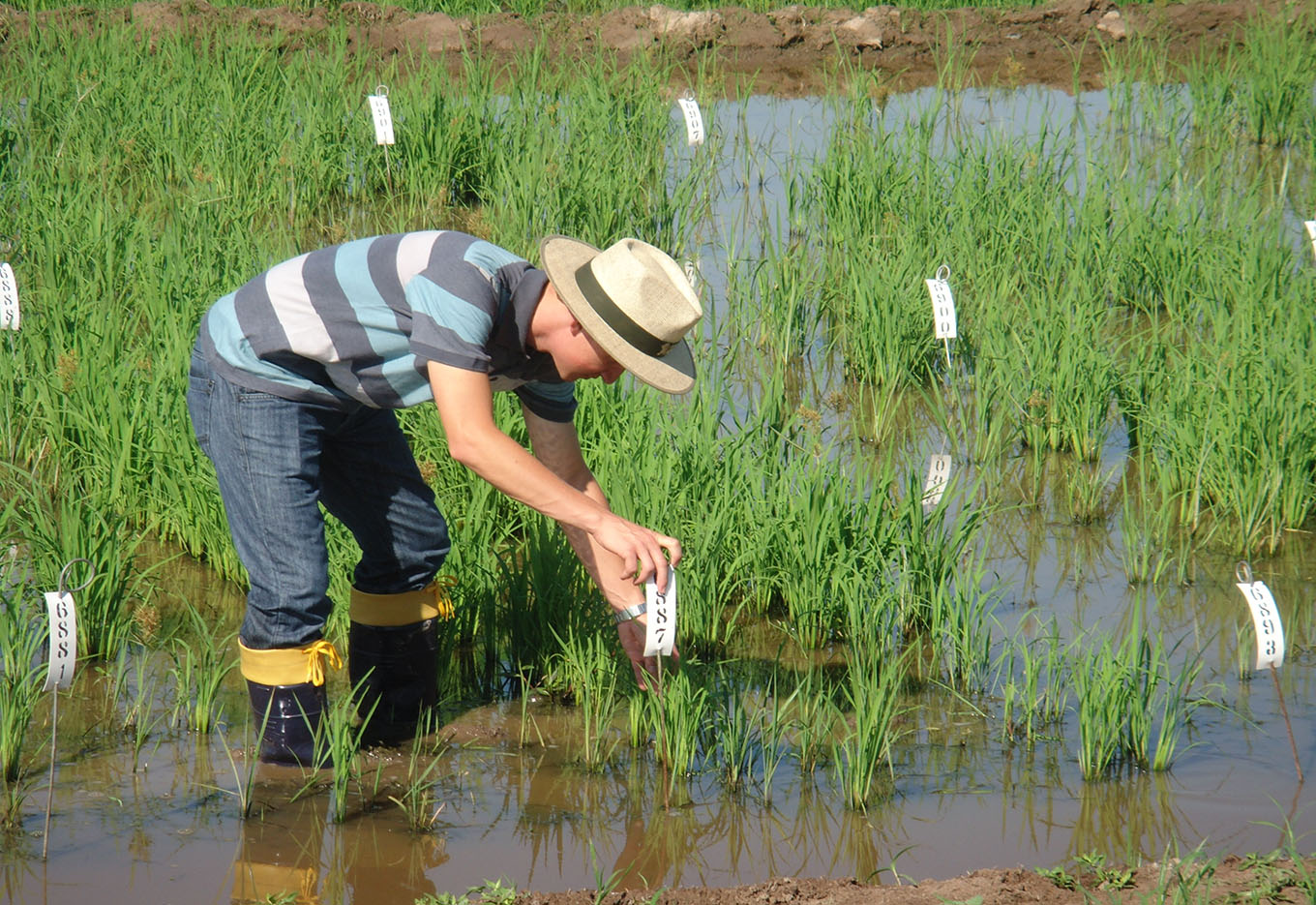 O Futuro do Melhoramento Genético