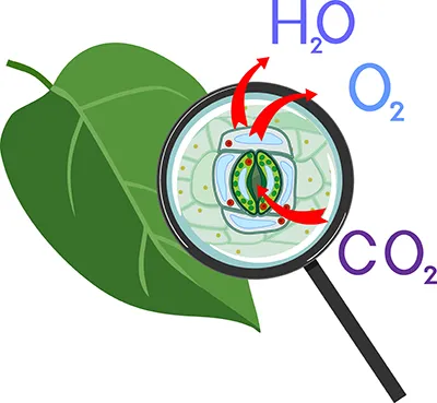 Um sensor de CO2 que controla a perda de água é identificado em plantas Um sensor de CO2 que controla a perda de água é identificado em plantas