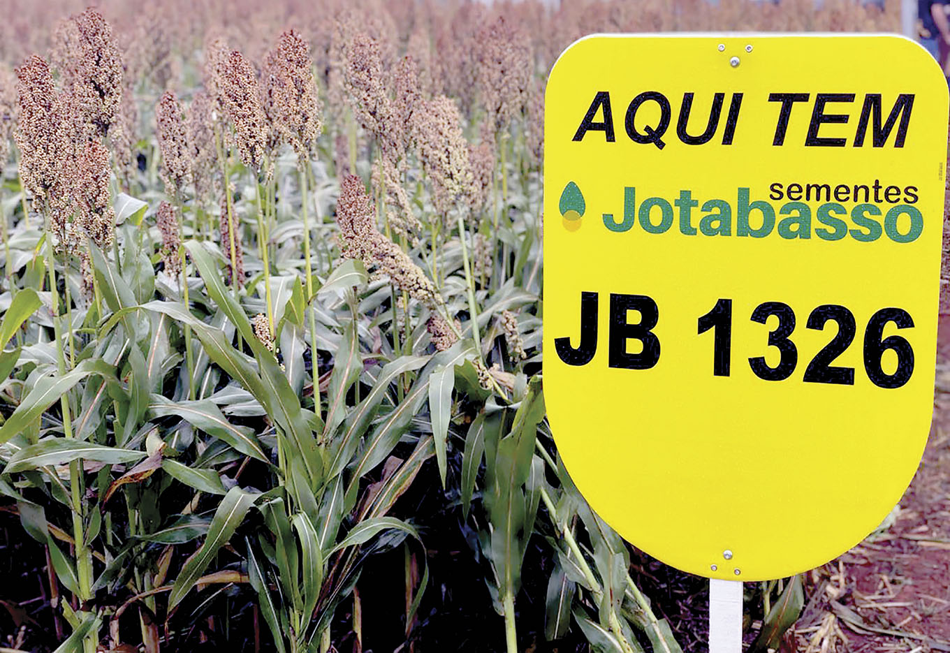 Híbridos de Sorgo: Produtividade em alta