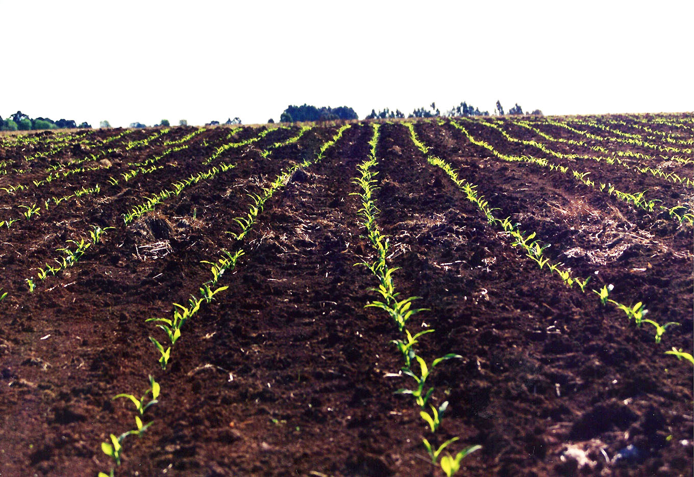 Quanto Vale o Vigor?