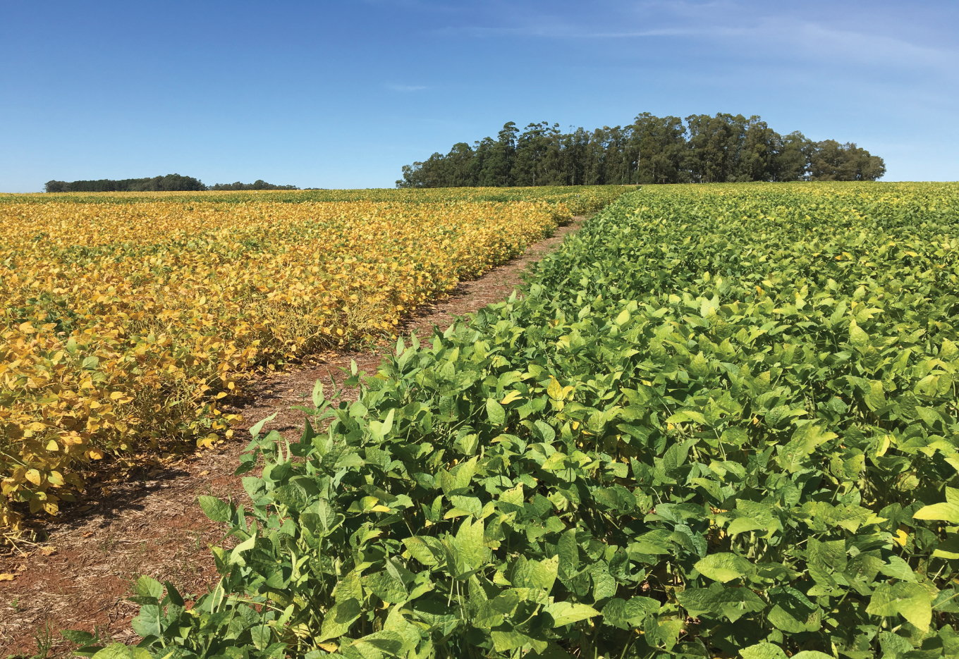 O Brasil rumo a uma nova lei de proteção de cultivares