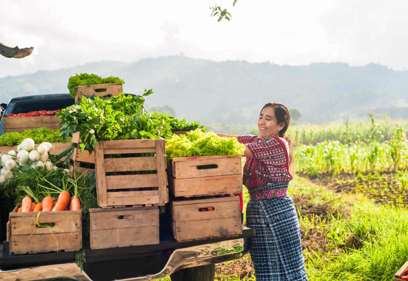 Setor de sementes na Colômbia em 2024 trouxe avanços significativos em benefício da agricultura