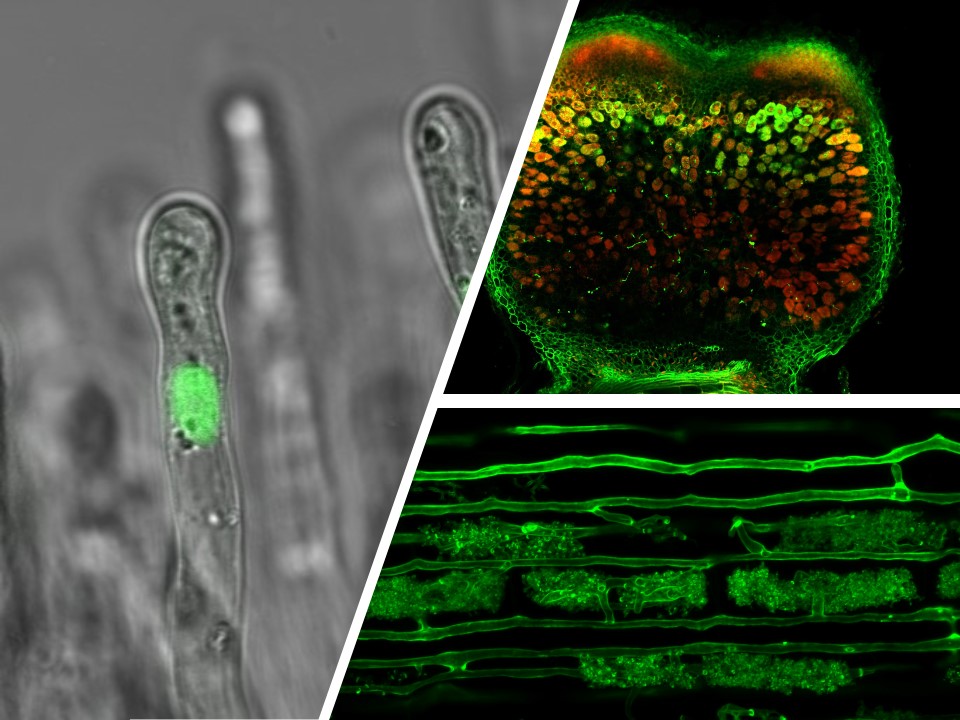 Nova descoberta envolvendo a endossimbiose poderia revolucionar o uso de fertilizantes na agricultura