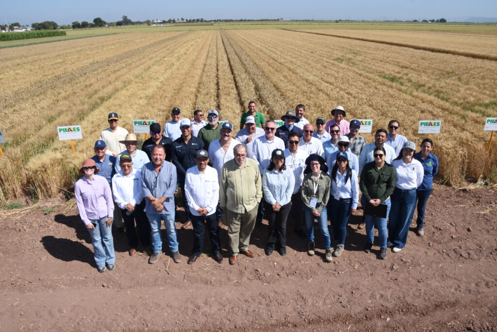 CIMMYT convoca o setor agroalimentar para que enfrente a crise do trigo com ciência e inovação