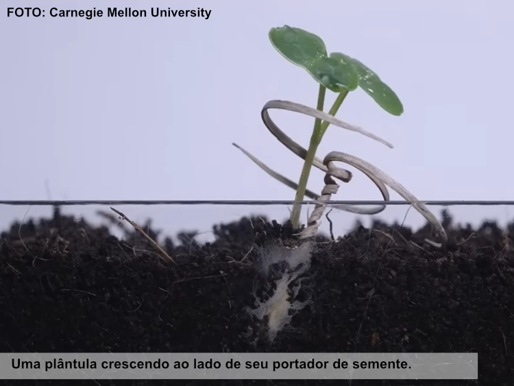 Cientistas projetam portadores de sementes de madeira que perfuram o solo quando expostos à chuva