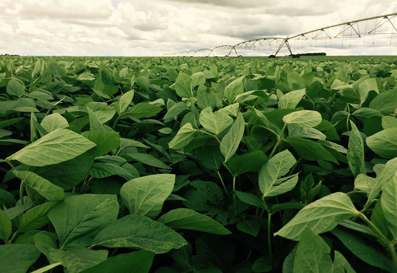 Soja Inox está sendo Apresentada aos Agricultores em Dias de Campo