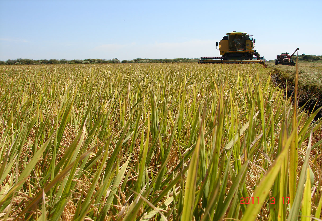 O Ácido Giberélico e o Arroz ‘Ben Johnson’