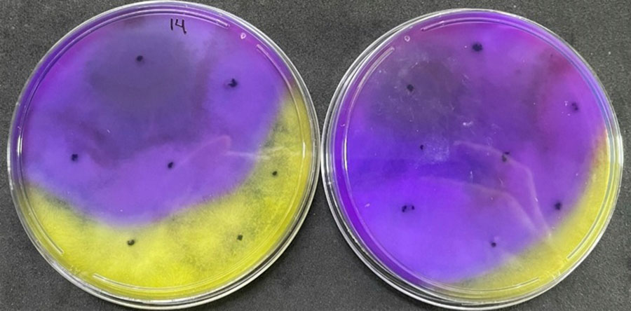 Pesquisa identifica fungos do solo que eliminam o mofo-branco, que afeta soja, feijão e algodão