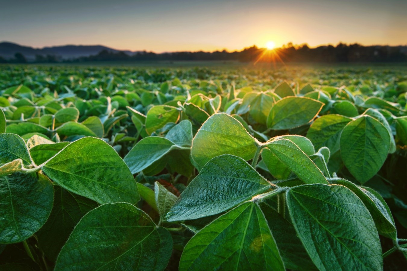 Com quase 20 porcento de crescimento ao ano, mercado de adjuvantes se consolida para a eficiência e sustentabilidade no agro brasileiro