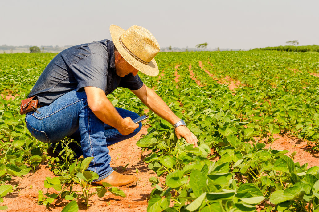 Nova descoberta abre caminho para a resistência à nematoides em soja