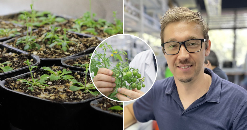 Pesquisadores chilenos descobrem um interruptor biológico que ajuda as plantas a sobreviverem à seca