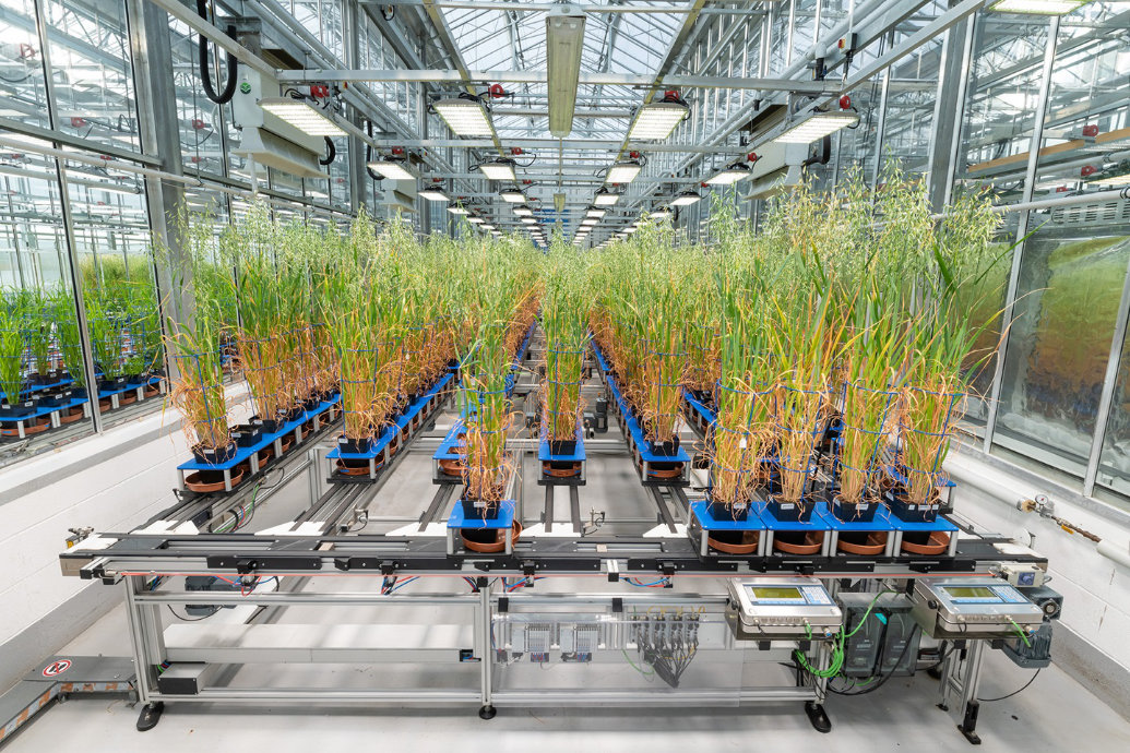 Relatório destaca como a IA e a biotecnologia podem impulsionar o desenvolvimento de culturas mais resilientes