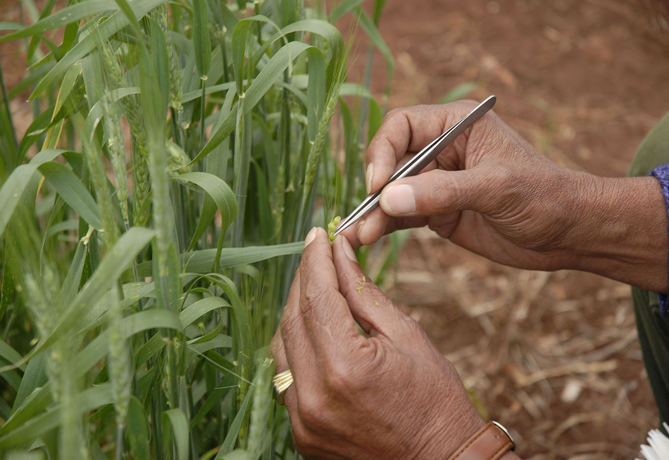 Transgênicos para Insetos